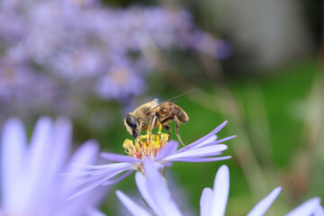 Eristale gluant --- Eristale tenace --- Ver à queue de Rat (Eristalis tenax)
Eristalis tenax on an...