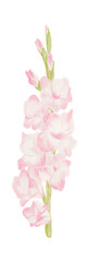 Watercolor pink gladiola flower isolated on white background
