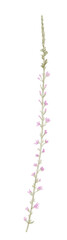 Fototapeta na wymiar Watercolor purple meadow flower isolated on white background