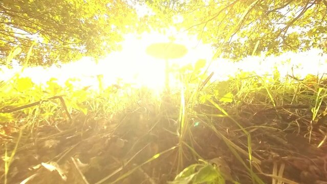 gro&szlig;er brauner Pilz am Waldrand im Sonnenschein, Moos, Gras, Sonnenstrahlen