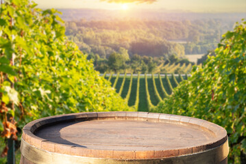 Bolgheri and Castagneto vineyards sunrise backlight in the morning. Maremma Tuscany, Italy, Europe. High quality photo