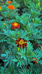 orange flower in the garden