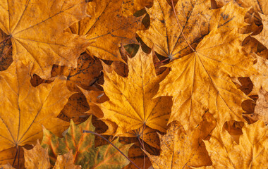 Naklejka na ściany i meble Background of dry yellow maple leaves.