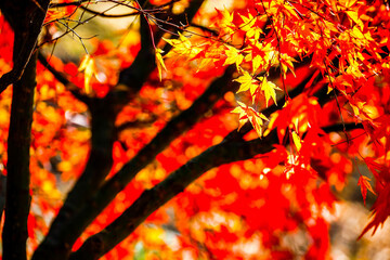 Colorful leaves in forest. Colorful leaves in autumn. HDR Image (High Dynamic Range).