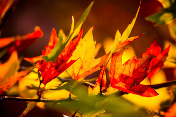 Colorful leaves in forest. Colorful leaves in autumn. HDR Image (High Dynamic Range).