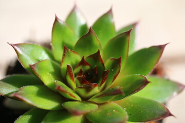 Fototapeta premium rojnik Sempervivum reinhard