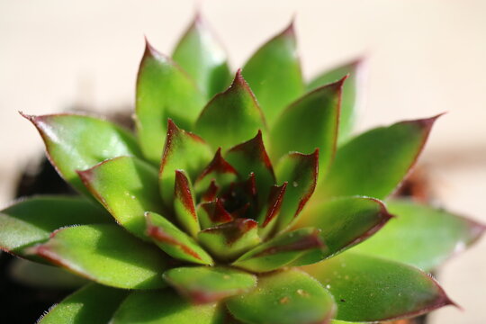rojnik Sempervivum reinhard
