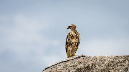 Black Kite