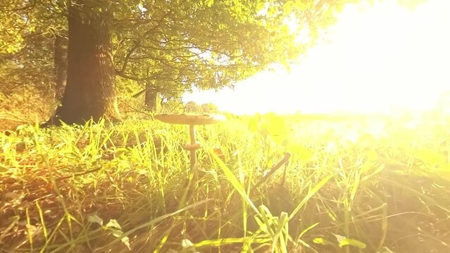 gro&szlig;er brauner Pilz am Waldrand im Sonnenschein, Moos, Gras, Sonnenstrahlen