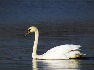 A white swan bird swims on the river water close-up