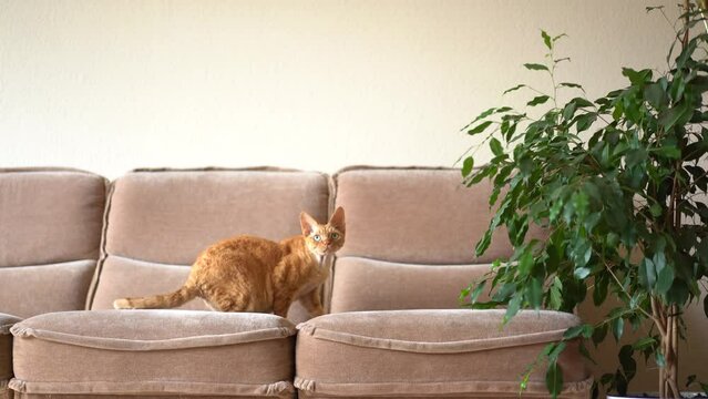 Red cat Devon Rex in the apartment 