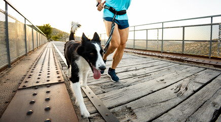 An unrecognizable athlete is running with his black-and-white dog in an outdoor harness over a bridge. Canicross concept. Running with a border collie dog at sunset.