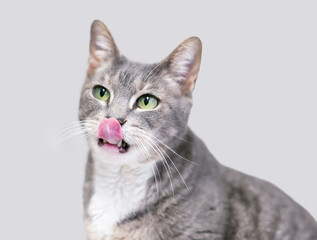 A gray and white tabby shorthair cat with green eyes licking its lips