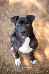 A young black and white Pit Bull Terrier mixed breed dog with floppy ears looking up at the camera