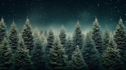 pine forest background