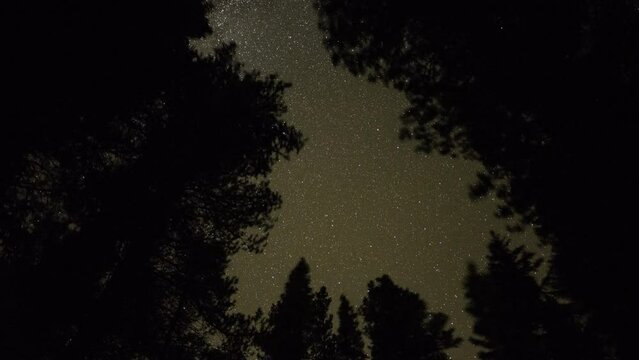 Pinpoint Stars Rotating Through Pine Trees, Looking Up To The Sky