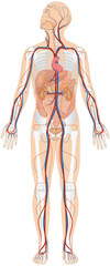 Grafik der Anatomie des Menschen - Verdauungsorgane, Skelett und Blutgefäße Blutgefäßsystem mit Herz - Körperkreislauf bzw. großer Blutkreislauf