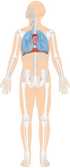 Grafik der Anatomie des Menschen - Atmungsorgane, Skelett und Blutgefäße Blutgefäßsystem mit Herz - Lungenkreislauf bzw. kleiner Blutkreislauf