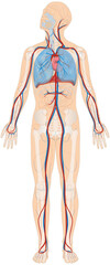 Grafik der Anatomie des Menschen - Atmungsorgane, Skelett und Blutgefäße Blutgefäßsystem mit Herz - Lungenkreislauf bzw. kleiner Blutkreislauf