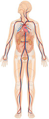 Grafik der Anatomie des Menschen - Verdauungsorgane, Skelett und Blutgefäße Blutgefäßsystem mit Herz - Körperkreislauf bzw. großer Blutkreislauf - obrazy, fototapety, plakaty