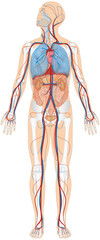 Grafik der Anatomie des Menschen - Verdauungsorgane, Atmungsorgane, Skelett und Blutgefäße Blutgefäßsystem mit Herz - Lungenkreislauf und Körperkreislauf