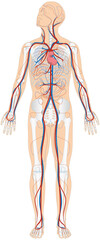 Grafik der Anatomie des Menschen - Skelett und Blutgefäße Blutgefäßsystem mit Herz - Lungenkreislauf und Körperkreislauf