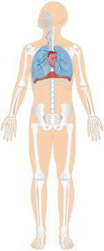 Grafik der Anatomie des Menschen - Atmungsorgane, Skelett und Blutgefäße Blutgefäßsystem mit Herz - Lungenkreislauf bzw. kleiner Blutkreislauf