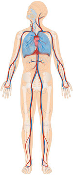 Grafik der Anatomie des Menschen - Atmungsorgane, Skelett und Blutgef&auml;&szlig;e Blutgef&auml;&szlig;system mit Herz - Lungenkreislauf bzw. kleiner Blutkreislauf