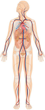 Grafik der Anatomie des Menschen - Verdauungsorgane, Skelett und Blutgefäße Blutgefäßsystem mit Herz - Körperkreislauf bzw. großer Blutkreislauf