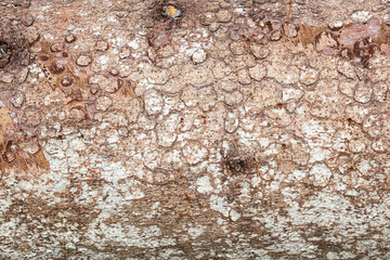 Wood abstract texture. Surface grunge backdrop. Dirty wooden effect pattern. Material background.