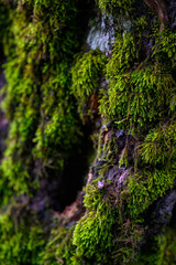 MUSCHIO NELLA FORESTA