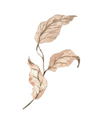 Twig with leaves watercolor illustration.