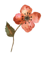 Watercolor illustration of a red flower. Clipart.