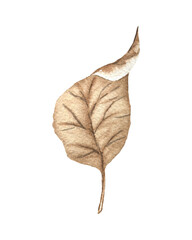 Dried leaf watercolor illustration.