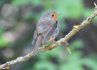 robin on a branch