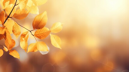 Beautiful colorful autumn natural background . Orange autumn foliage on blurred gold background glows in sunlight outdoors in nature. Template with copy space, wide forma