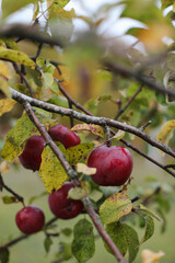  Apple hanging on the branch in the apple orchad during autum. Big red delicious apple on a tree branch in the fruit garden at Fall Harvest. Autumn cloudy day, soft shadow.