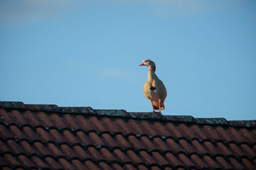 Egyptian goose bird on german house roof with blue sky