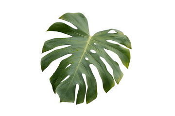 Philodendron plant grow in rain forest, transparency background in PNG file © ContributorArtist