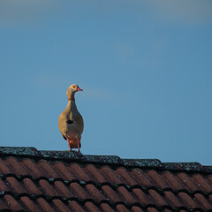 Egyptian goose bird is standing on german house roof with blue sky
