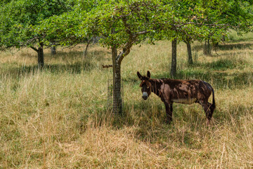 Brown donkey animal mammal standing in the shadow of a tree