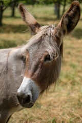 Animal portrait of a donkey mammal on pasture