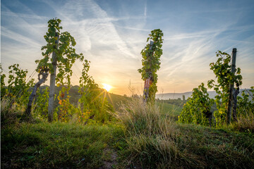 Sunrise in german vineyard agriculture landscape in summer