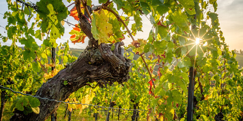 Old gnarrled bark of a vine with sunbeams in a german vineyard