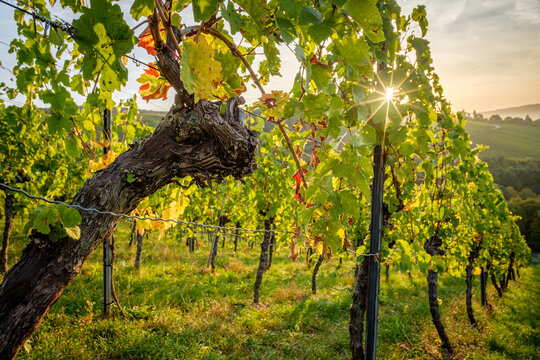 Old gnarrled vine with sun star in vineyard Germany