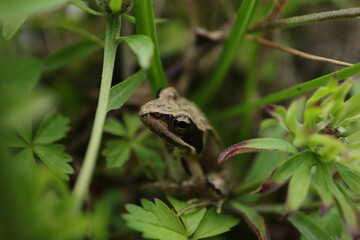 Grenouille rousse (Rana temporaria)
Rana temporaria in its natural element