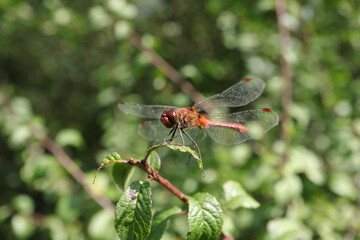 Sympétrum sanguin (Sympetrum sanguineum)
Sympetrum sanguineum on an unidentified flower or plant