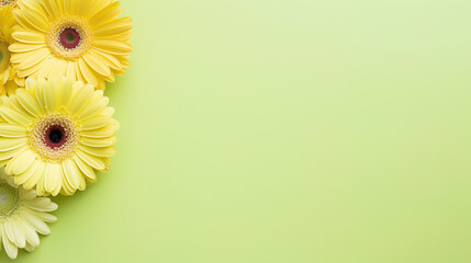 minimalistic green background with gerberas, top view with empty copy space