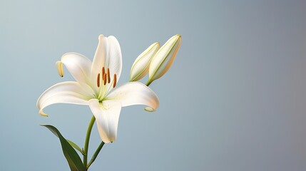 Fototapeta premium a white flower is in a vase with a blue background. generative ai