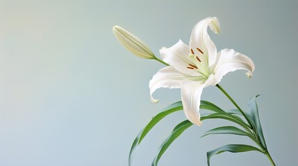  a white flower with a green stem in a glass vase.  generative ai